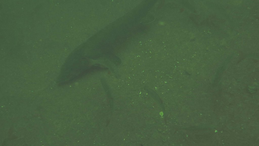 210724_La Gombe_61b.jpg